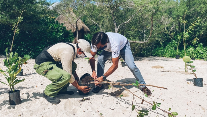 Pictured: Mangrove reforestation in Mexico’s Riviera Maya. Image: Iberostar